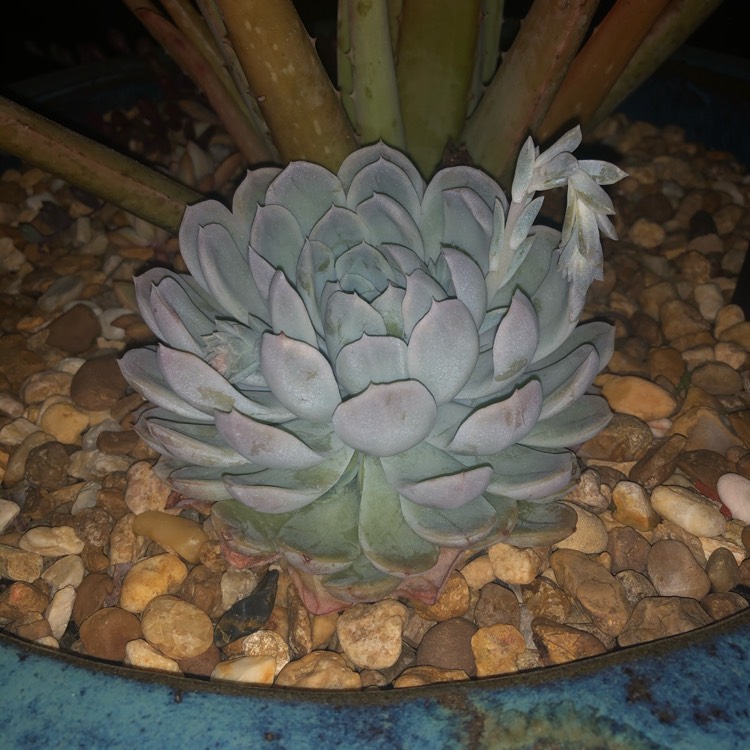 Plant image Echeveria Arctic Ice