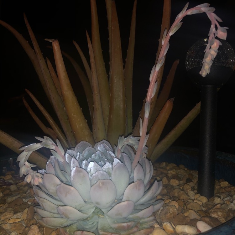 Plant image Echeveria Arctic Ice