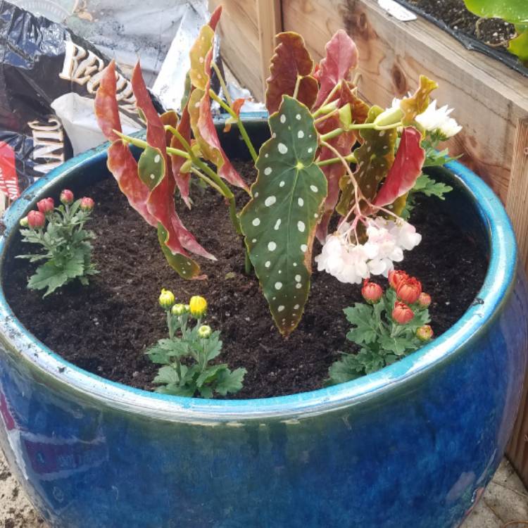 Plant image Begonia 'Medora'