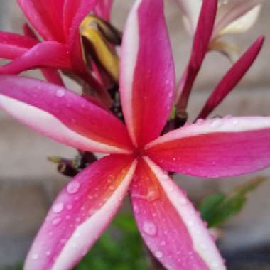 Plumeria