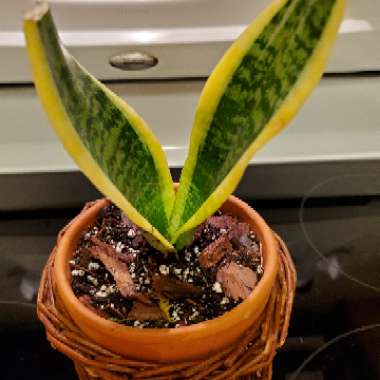 Sansevieria trifasciata