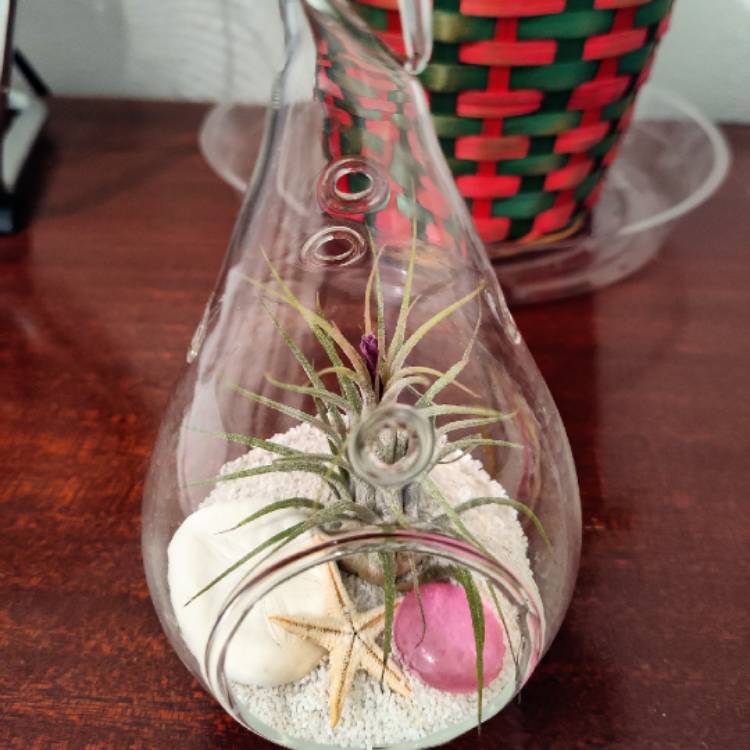 Plant image Tillandsia Ionantha 'Guatemala'