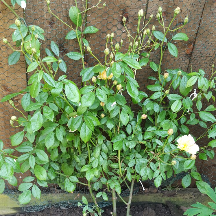 plant image 107823