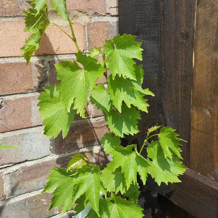 Grape Vine