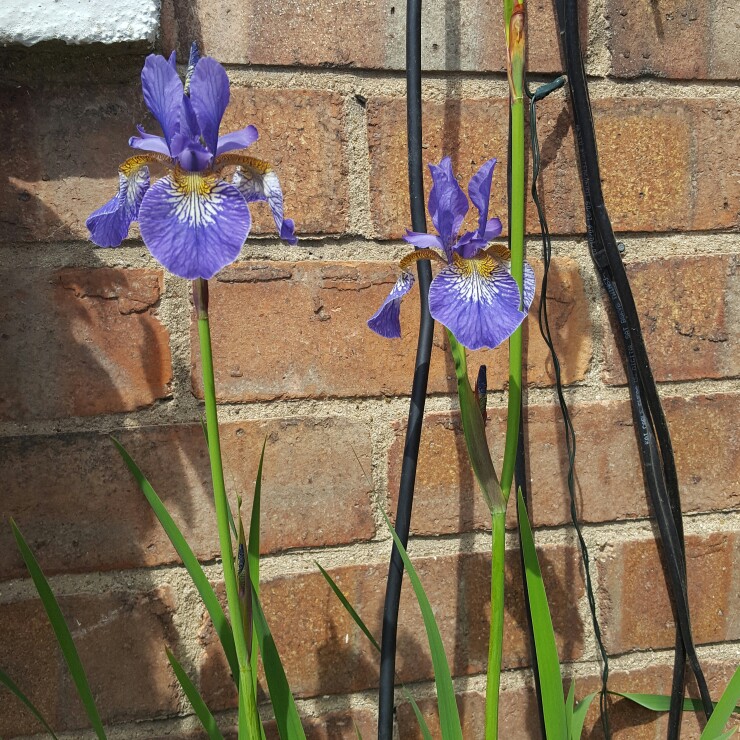 Dwarf Arctic Iris