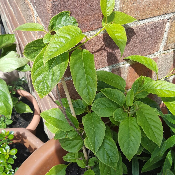 Plant image Actinidia arguta