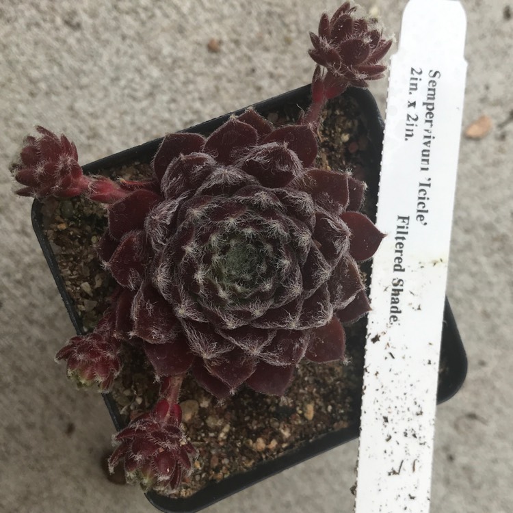 Plant image Sempervivum Icicle