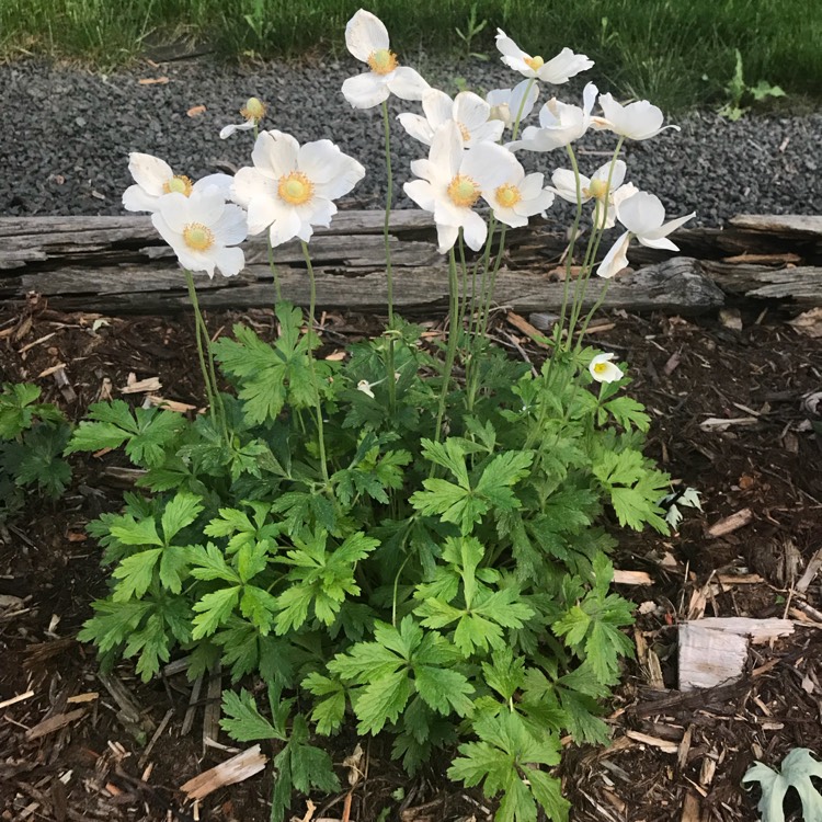 Plant image Anemone sylvestris