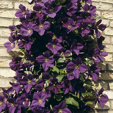 Plant image Clematis jackmanii 'Superba'