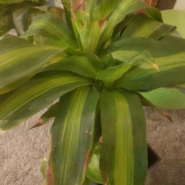 Corn plant