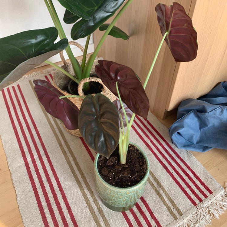 Plant image Alocasia Red Secret 