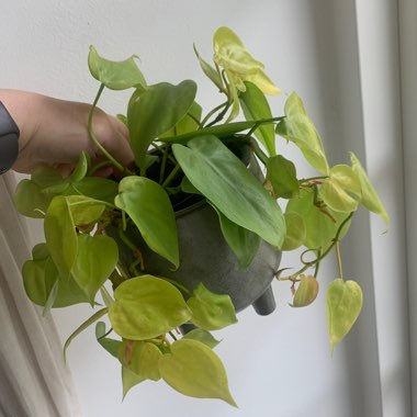 Philodendron 'Aureum'