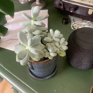 Pachyphytum 'Moonstones'