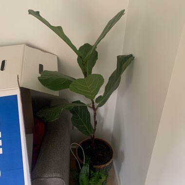 Fiddle Leaf Fig