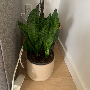 Birds-Nest Snake Plant