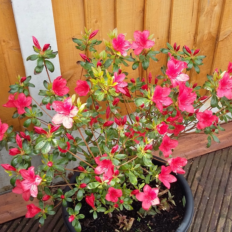 Azalea 'Mothers Day'