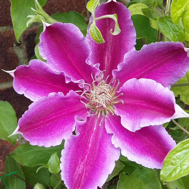 Clematis