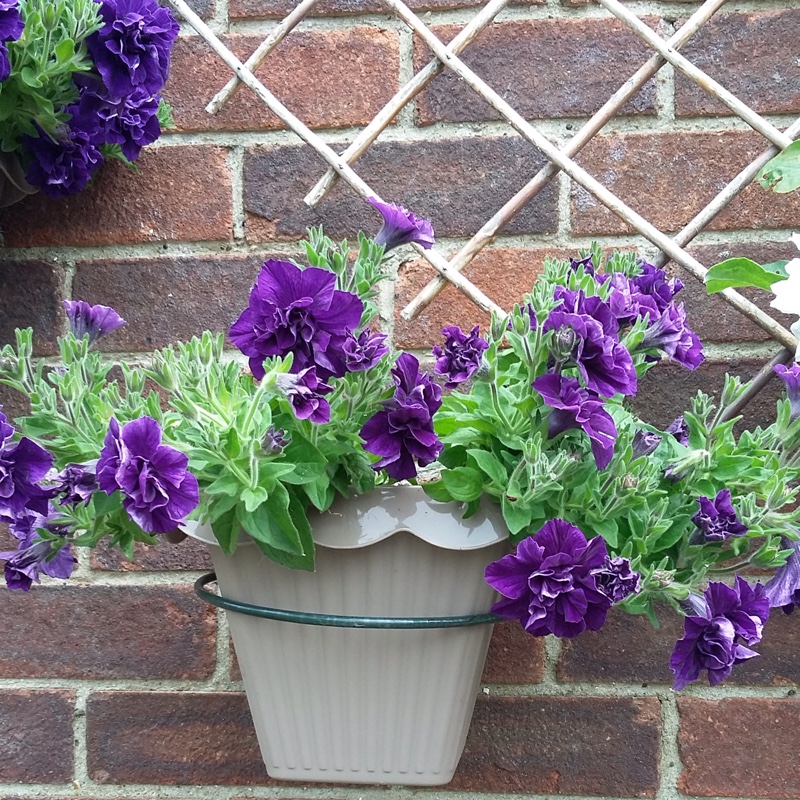 Trailing Petunia 'Belinda'