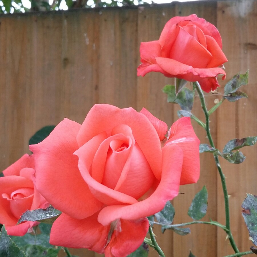 Rose 'Super Star' (Hybrid Tea)