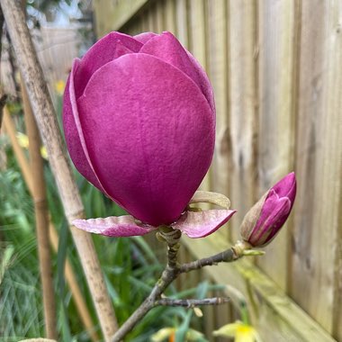 Magnolia 'Black Tulip'