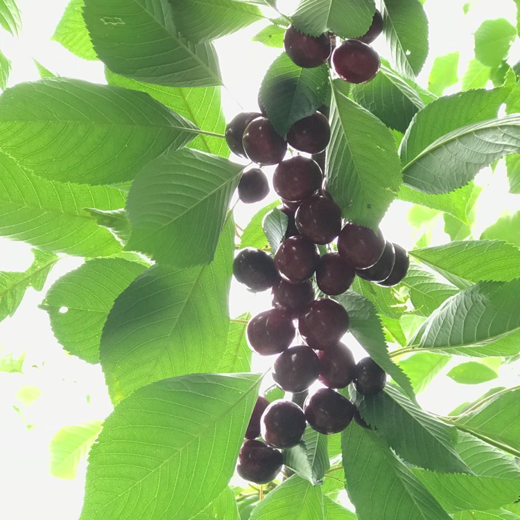 Plant image Prunus avium 'Stella'