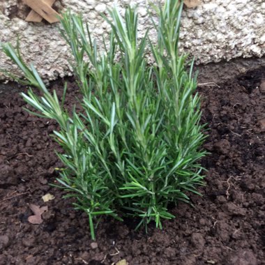 Rosemary 'Blue Lagoon'