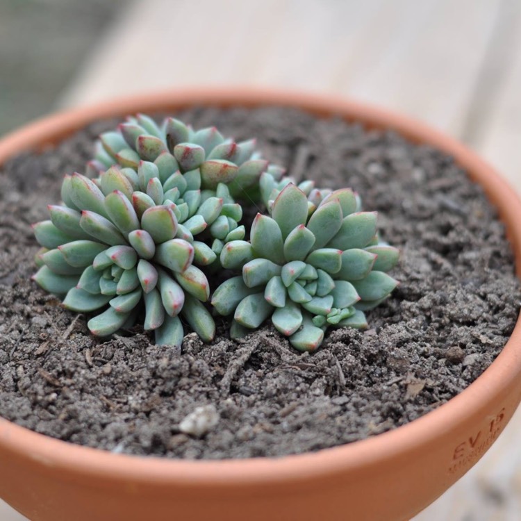 Plant image Echeveria Subcorymbosa Lau 30