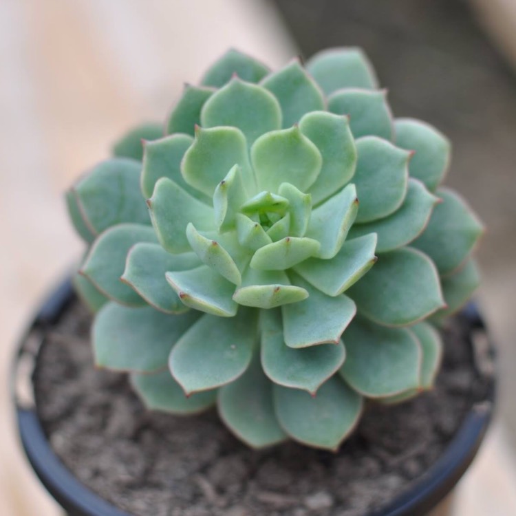 Plant image Echeveria Deren-Oliver