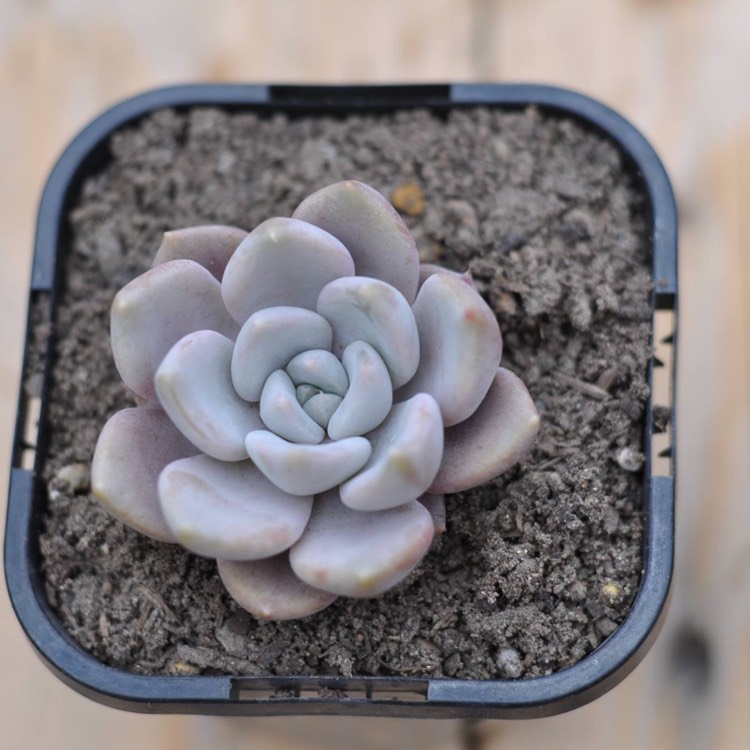 Plant image Echeveria Beverley