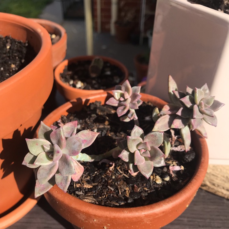 Plant image Graptopetalum Claret