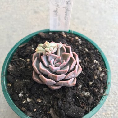 xGraptoveria Marpin