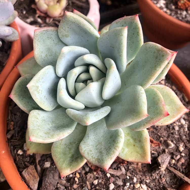 Plant image Echeveria Ghost 61