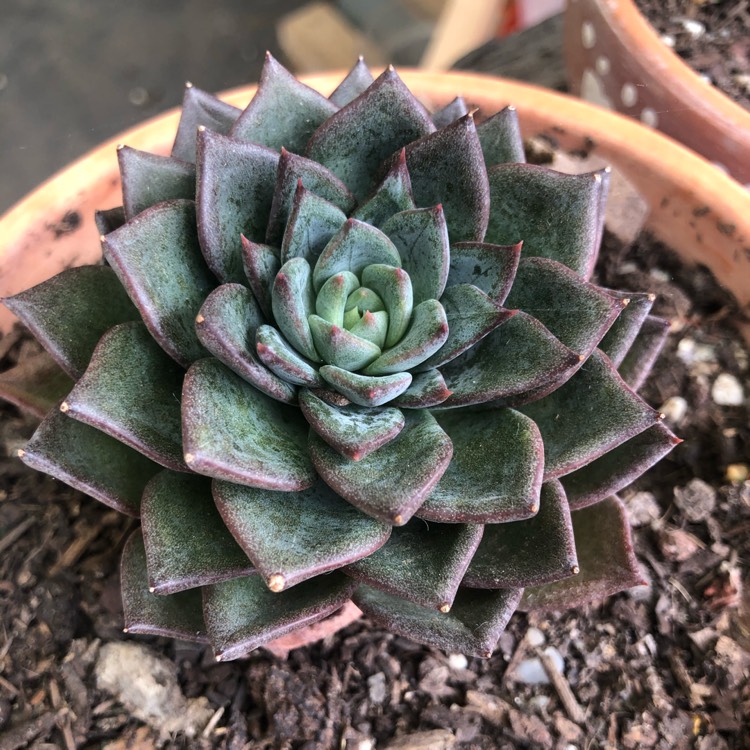 Plant image Echeveria Peacocki x Setosa