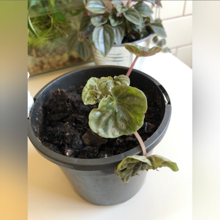 Plant image Peperomia marmorata 'Pink Lady'