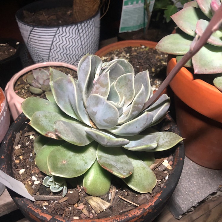 Plant image Echeveria Snow Bunny