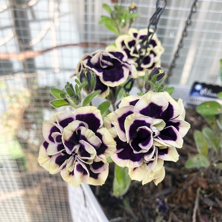 Plant image Petunia 'Midnight Gold'