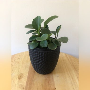 Peperomia