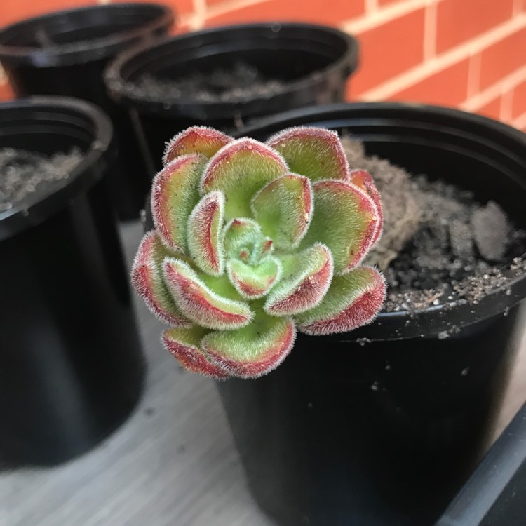 Plant image Echeveria Setosa Giant