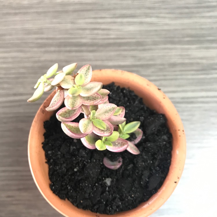 Plant image Crassula Volkensii f. Variegata