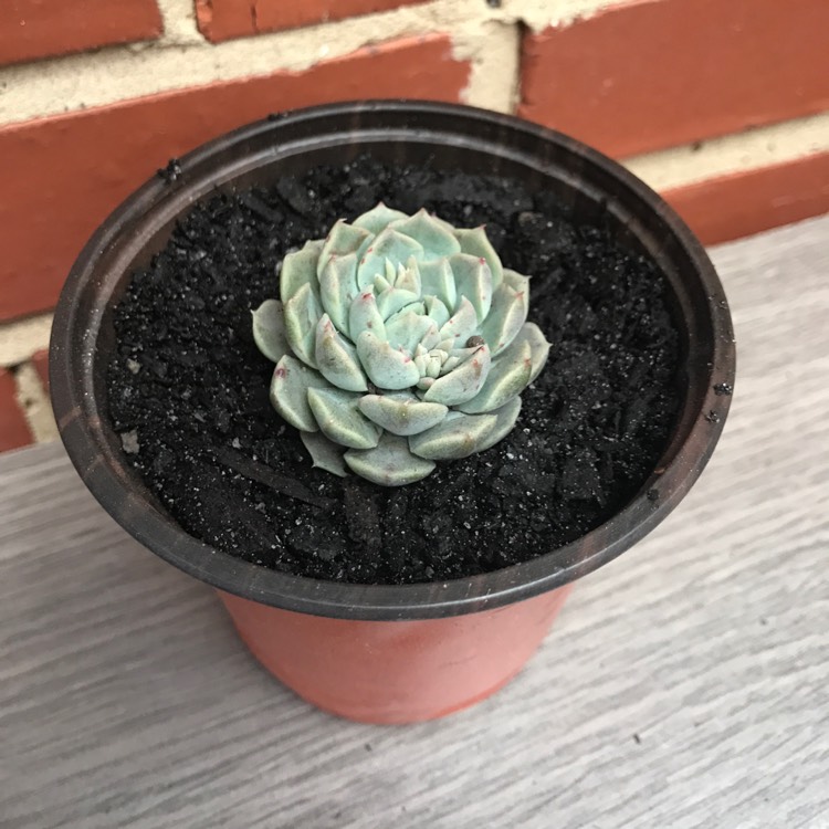 Plant image Echeveria Hyalina