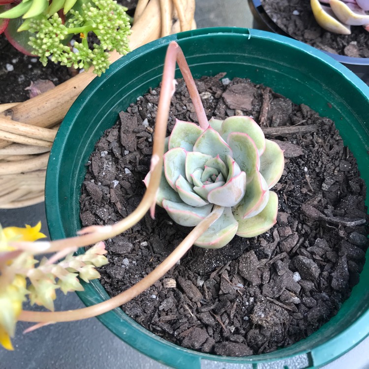 Plant image Echeveria Halbingeri