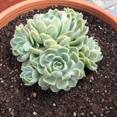 Echeveria Elegans Hybrid