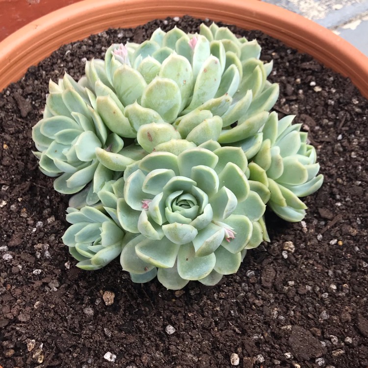 Plant image Echeveria Elegans Hybrid