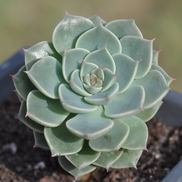 Plant image xGraptoveria Margarete Reppin