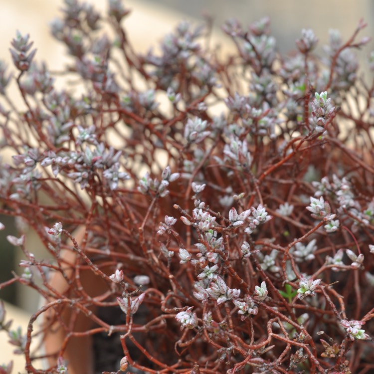 Plant image Crassula Biplanata syn. Creusa biplanata, Crassula punctulata, Crassula kuhnii