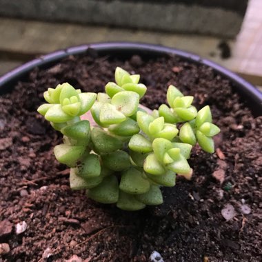 Crassula Tom Thumb