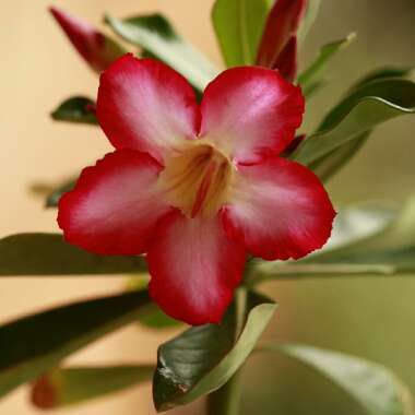 Adenium obesum