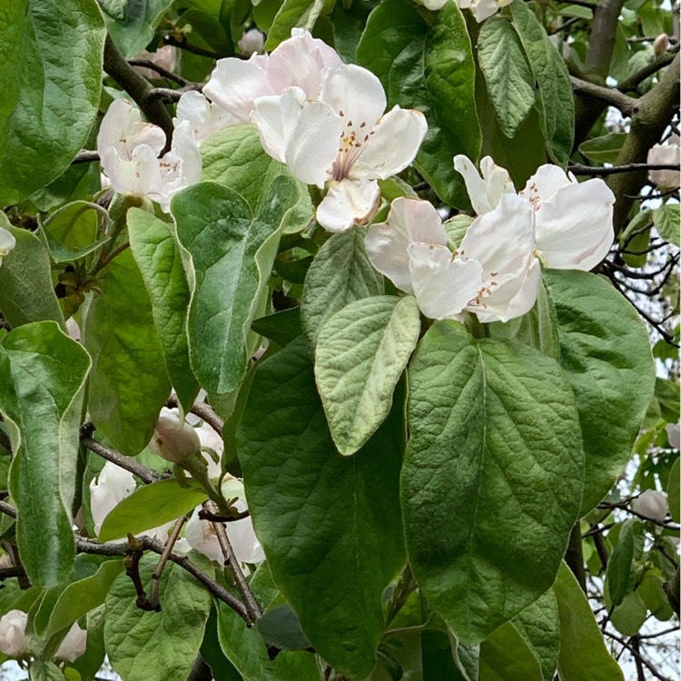 Plant image Cydonia oblonga 'Meech's Prolific'