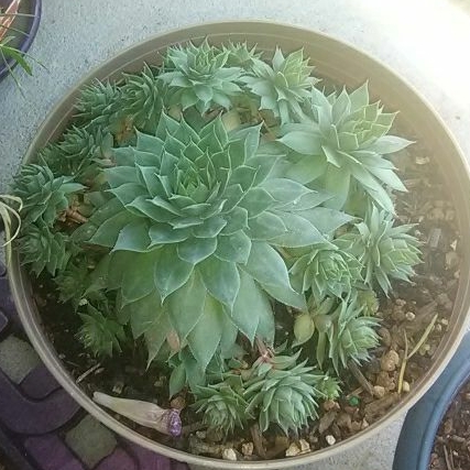 Plant image Sempervivum Cutix