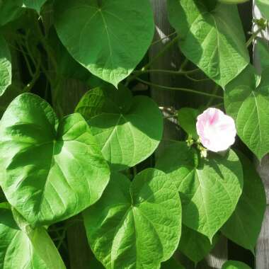 Bush Morning Glory